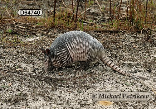 Dasypus novemcinctus
